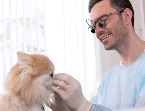 Dyrlæge med lupbriller